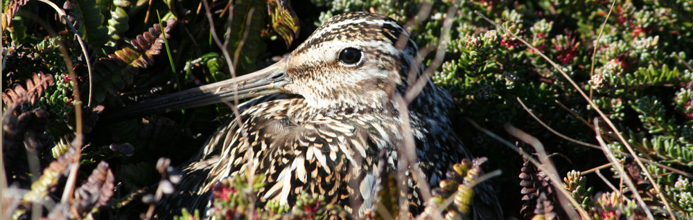 COMMON (MAGELLANIC) SNIPE Gallinago paraguaiae magellanica